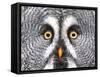 Amazed Great Grey Owl Hdr-Pics-xl-Framed Stretched Canvas