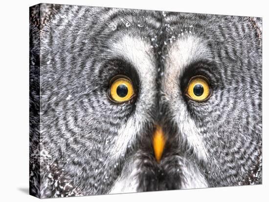 Amazed Great Grey Owl Hdr-Pics-xl-Stretched Canvas