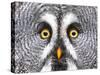 Amazed Great Grey Owl Hdr-Pics-xl-Stretched Canvas