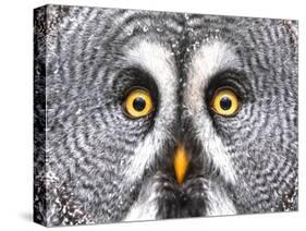 Amazed Great Grey Owl Hdr-Pics-xl-Stretched Canvas