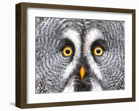 Amazed Great Grey Owl Hdr-Pics-xl-Framed Photographic Print