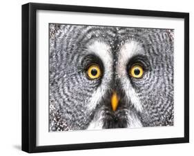Amazed Great Grey Owl Hdr-Pics-xl-Framed Photographic Print