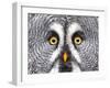 Amazed Great Grey Owl Hdr-Pics-xl-Framed Photographic Print