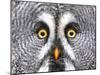 Amazed Great Grey Owl Hdr-Pics-xl-Mounted Photographic Print