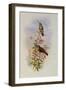 Amazili, Amazilia Pristina-John Gould-Framed Giclee Print