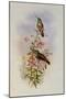 Amazili, Amazilia Pristina-John Gould-Mounted Giclee Print