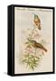 Amazilla Pristina - Hummingbirds-John Gould-Framed Stretched Canvas