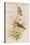 Amazilla Pristina - Hummingbirds-John Gould-Stretched Canvas