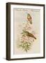 Amazilla Pristina - Hummingbirds-John Gould-Framed Art Print