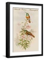 Amazilla Pristina - Hummingbirds-John Gould-Framed Art Print