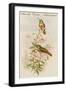 Amazilla Pristina - Hummingbirds-John Gould-Framed Art Print