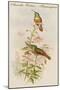 Amazilla Pristina - Hummingbirds-John Gould-Mounted Art Print
