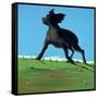 Amazing Black Dog, 2000-Marjorie Weiss-Framed Stretched Canvas