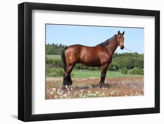 Amazing Brown Horse Standing in Nature-Zuzule-Framed Photographic Print