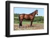 Amazing Brown Horse Standing in Nature-Zuzule-Framed Photographic Print