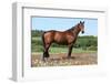 Amazing Brown Horse Standing in Nature-Zuzule-Framed Photographic Print