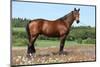 Amazing Brown Horse Standing in Nature-Zuzule-Mounted Photographic Print