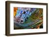 Amazing Iguana Specimen Displaying a Beautiful Blue Colorization of the Scales - 2-TessarTheTegu-Framed Photographic Print