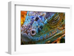 Amazing Iguana Specimen Displaying a Beautiful Blue Colorization of the Scales - 2-TessarTheTegu-Framed Photographic Print