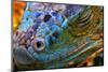 Amazing Iguana Specimen Displaying a Beautiful Blue Colorization of the Scales - 2-TessarTheTegu-Mounted Photographic Print