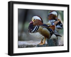 Amazing Mandarin Duck (Aix Galericulata) the Fantastic Animal Standing on the Pole with Other Behin-Super Prin-Framed Photographic Print