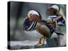 Amazing Mandarin Duck (Aix Galericulata) the Fantastic Animal Standing on the Pole with Other Behin-Super Prin-Stretched Canvas