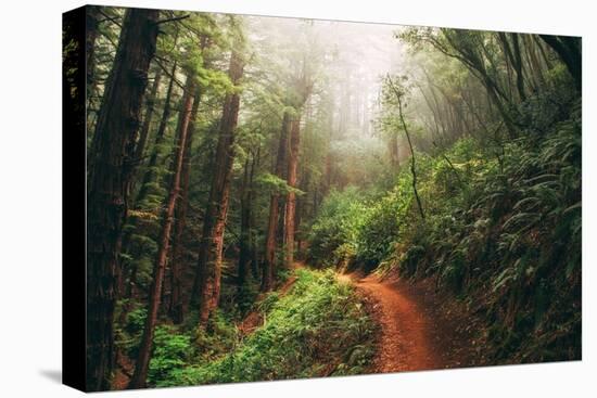 Amazing Misty John Muir Woods Coastal Trail, San Francisco Bay Area-Vincent James-Stretched Canvas