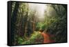 Amazing Misty John Muir Woods Coastal Trail, San Francisco Bay Area-Vincent James-Framed Stretched Canvas