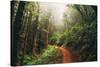 Amazing Misty John Muir Woods Coastal Trail, San Francisco Bay Area-Vincent James-Stretched Canvas