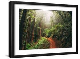 Amazing Misty John Muir Woods Coastal Trail, San Francisco Bay Area-Vincent James-Framed Photographic Print