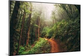 Amazing Misty John Muir Woods Coastal Trail, San Francisco Bay Area-Vincent James-Mounted Photographic Print