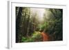 Amazing Misty John Muir Woods Coastal Trail, San Francisco Bay Area-Vincent James-Framed Photographic Print