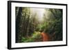 Amazing Misty John Muir Woods Coastal Trail, San Francisco Bay Area-Vincent James-Framed Photographic Print