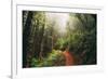 Amazing Misty John Muir Woods Coastal Trail, San Francisco Bay Area-Vincent James-Framed Photographic Print