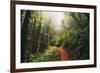 Amazing Misty John Muir Woods Coastal Trail, San Francisco Bay Area-Vincent James-Framed Photographic Print