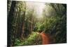 Amazing Misty John Muir Woods Coastal Trail, San Francisco Bay Area-Vincent James-Mounted Photographic Print