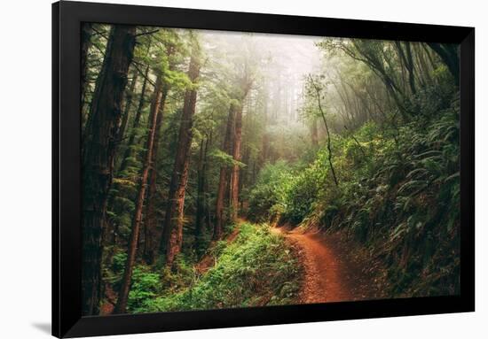 Amazing Misty John Muir Woods Coastal Trail, San Francisco Bay Area-Vincent James-Framed Photographic Print