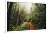 Amazing Misty John Muir Woods Coastal Trail, San Francisco Bay Area-Vincent James-Framed Photographic Print