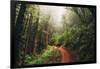 Amazing Misty John Muir Woods Coastal Trail, San Francisco Bay Area-Vincent James-Framed Photographic Print