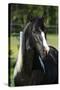 Amazing Paint Horse Stallion Looking at You-Zuzule-Stretched Canvas