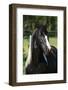 Amazing Paint Horse Stallion Looking at You-Zuzule-Framed Photographic Print