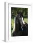 Amazing Paint Horse Stallion Looking at You-Zuzule-Framed Photographic Print