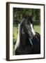 Amazing Paint Horse Stallion Looking at You-Zuzule-Framed Photographic Print