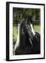 Amazing Paint Horse Stallion Looking at You-Zuzule-Framed Photographic Print