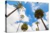 Amazing Palm Tree in Beverly Hills, California - USA-Frazao-Stretched Canvas