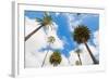 Amazing Palm Tree in Beverly Hills, California - USA-Frazao-Framed Photographic Print