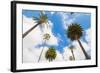 Amazing Palm Tree in Beverly Hills, California - USA-Frazao-Framed Photographic Print