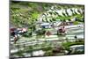 Amazing Tilt Shift Effect View of Rice Terraces Fields and Village Houses in Ifugao Province Mounta-Perfect Lazybones-Mounted Photographic Print