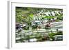 Amazing Tilt Shift Effect View of Rice Terraces Fields and Village Houses in Ifugao Province Mounta-Perfect Lazybones-Framed Photographic Print