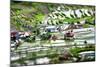 Amazing Tilt Shift Effect View of Rice Terraces Fields and Village Houses in Ifugao Province Mounta-Perfect Lazybones-Mounted Photographic Print